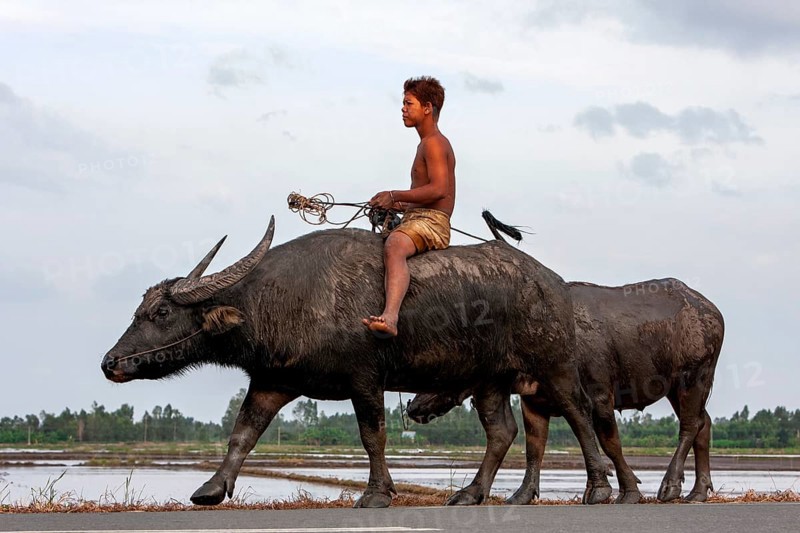 Boy riding a water buffalo