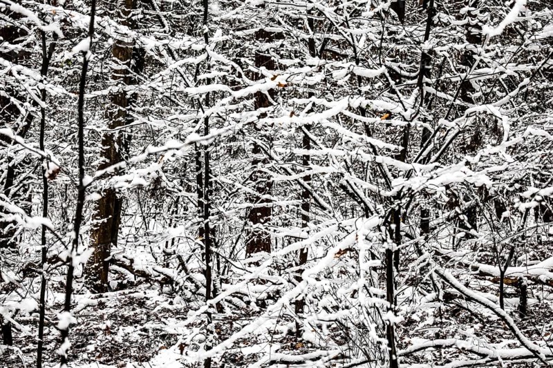 Winter landscape