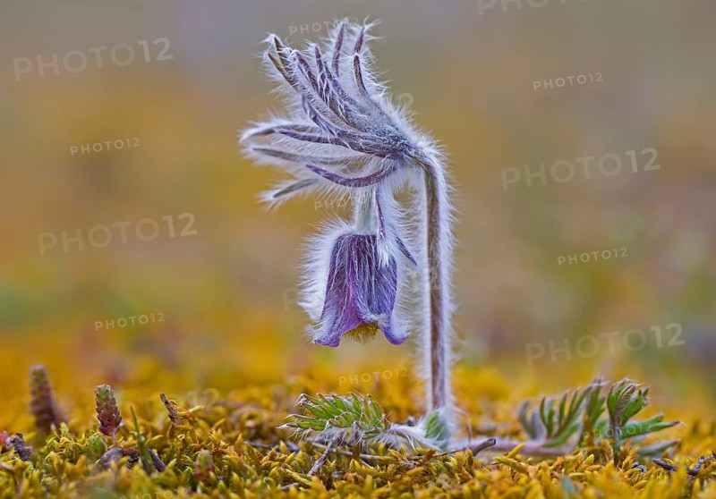 Small pasque flower