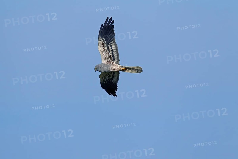 Montagu's harrier