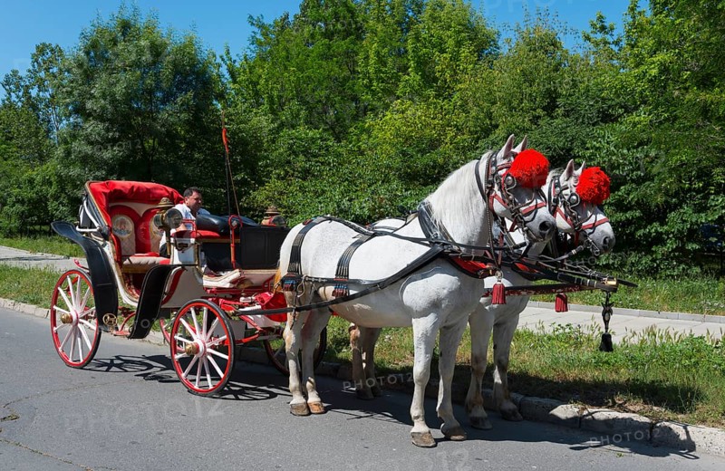 Two white horses with red plumes pull an elegant red carriage with a man