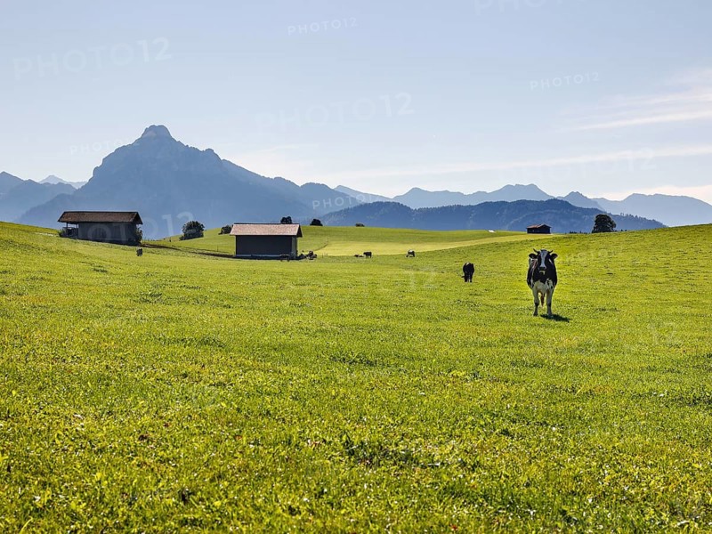 Cows on an alpine meadow in the Allgaeu
