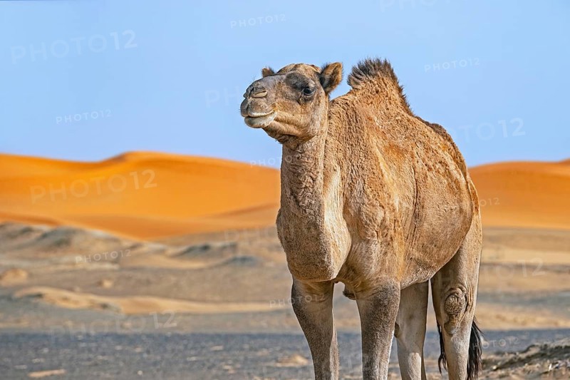 Dromedary camel