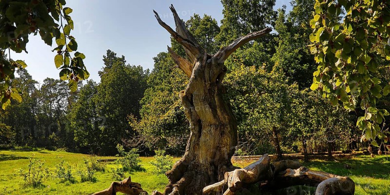 Ancient copper beech