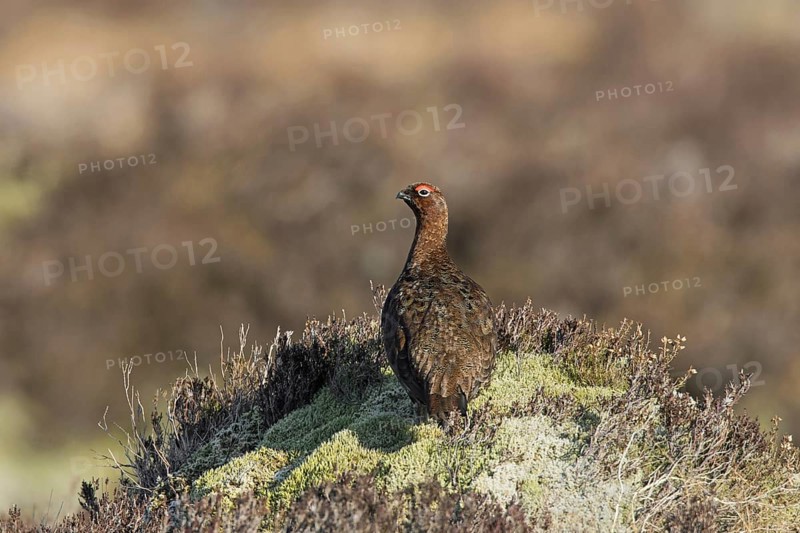 Red grouse