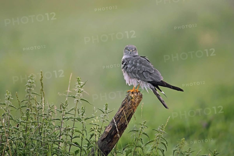 Montagu's harrier