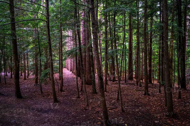 Chestnut Ridge Park Eternal Flame Falls Trail