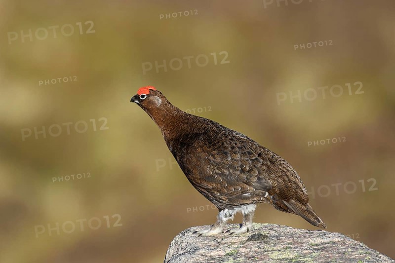 Red grouse