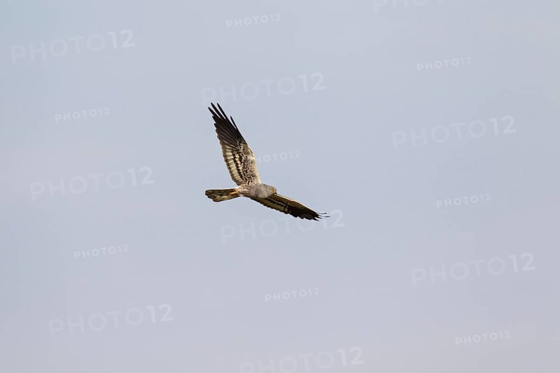 Montagu's harrier
