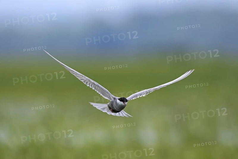 Whiskered tern