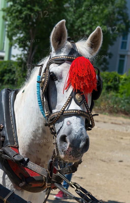Portrait of a white horse with red tassel and reins on a sunny day