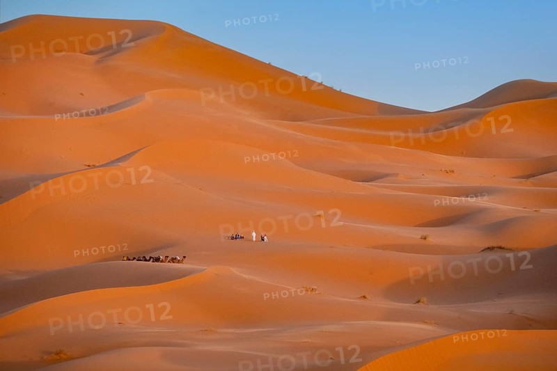 Western tourists and dromedary camels in sand dunes of Erg Chebbi
