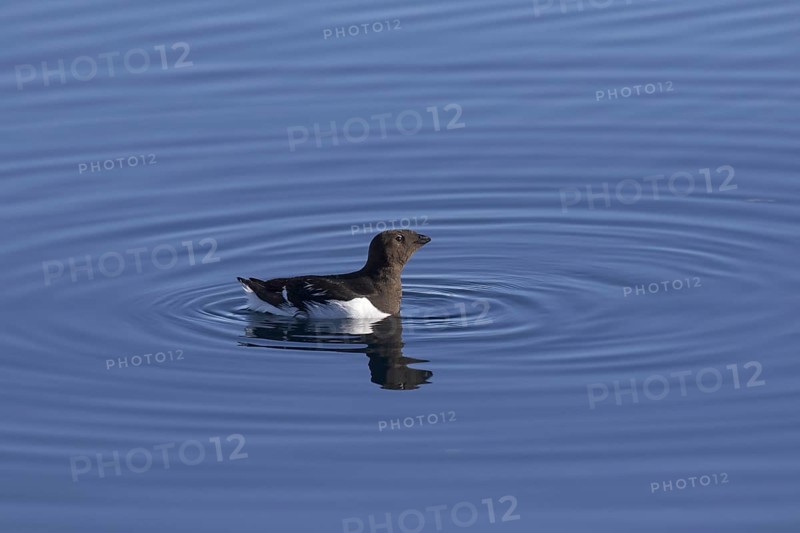 Little auk