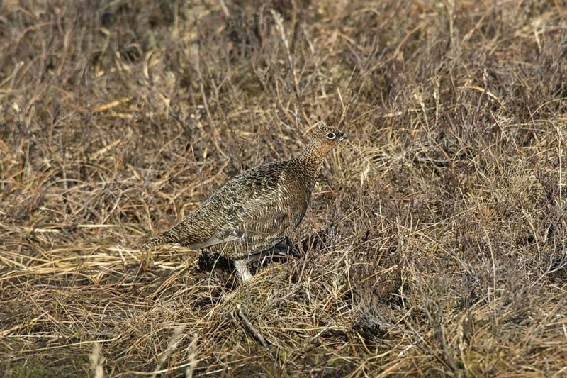 Red grouse