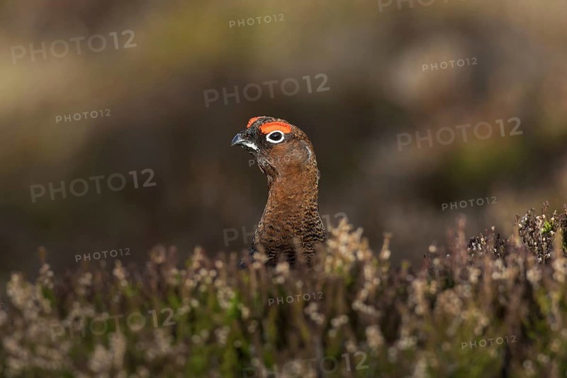 Red grouse