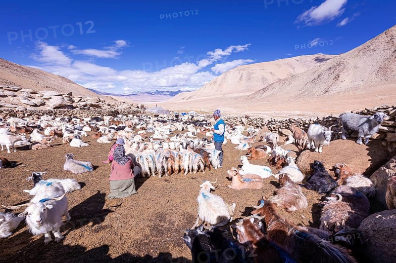 Changpa nomads milking goats