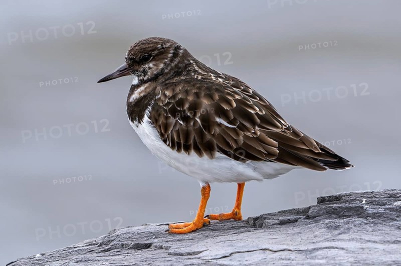 Ruddy turnstone