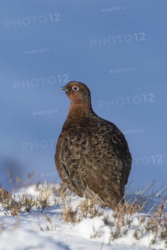 Red grouse