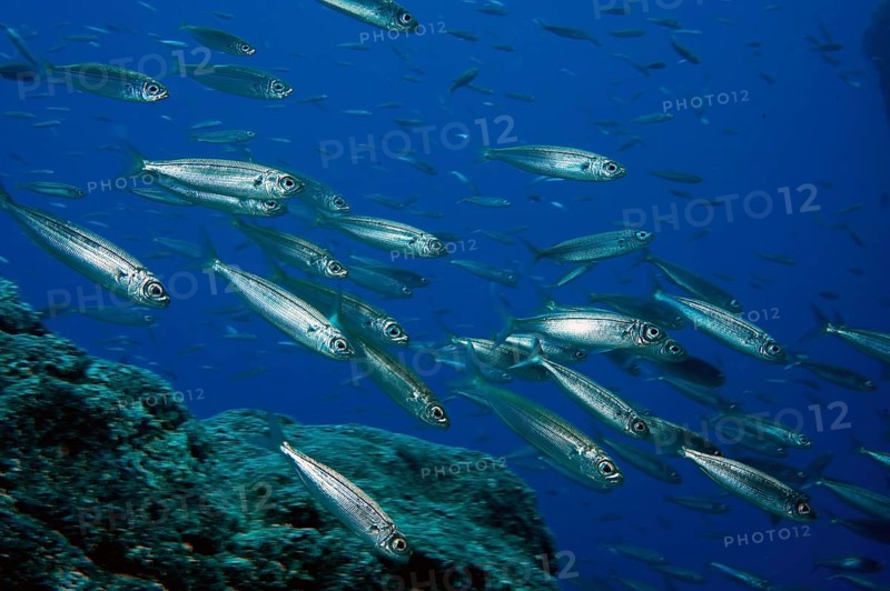 Close-up of Atlantic european pilchard