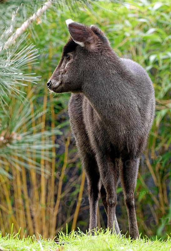 Female crested deer or tufted deer