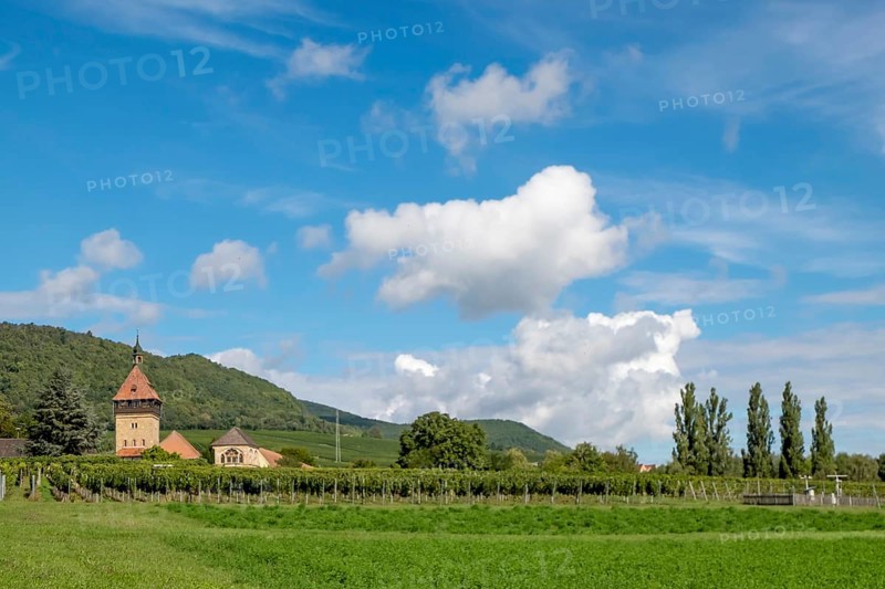 Institute for Grapevine Breeding Geilweilerhof