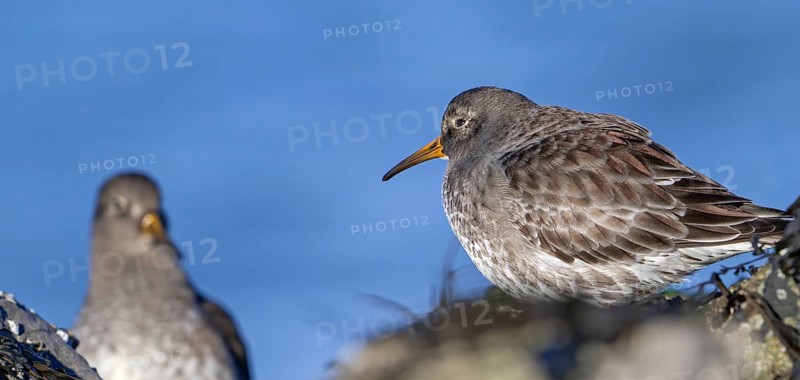 Two purple sandpipers