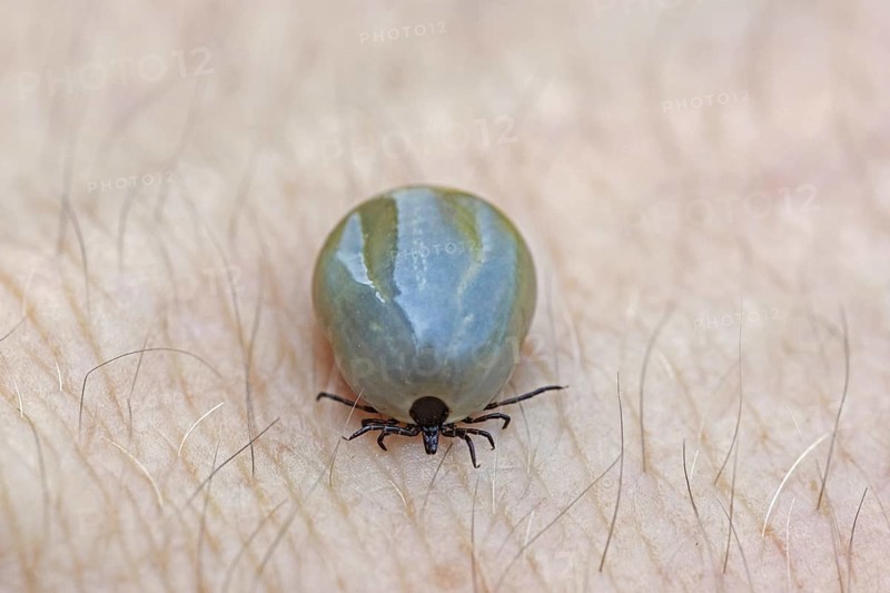 Castor bean tick