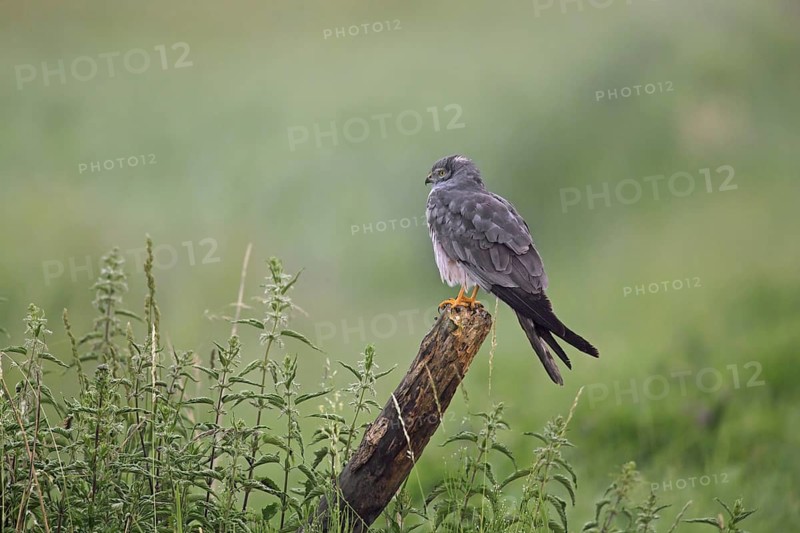 Montagu's harrier