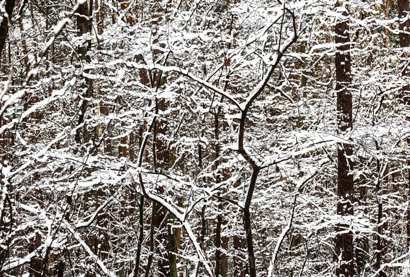 Winter landscape