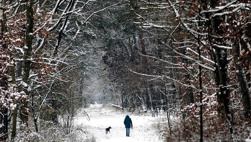 Man with dog running along a path in the snowy Grunewald