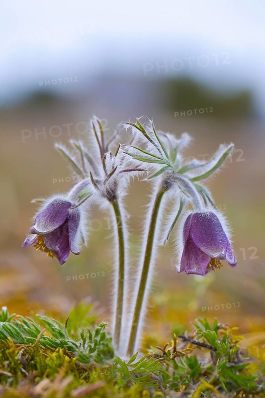 Small pasque flower