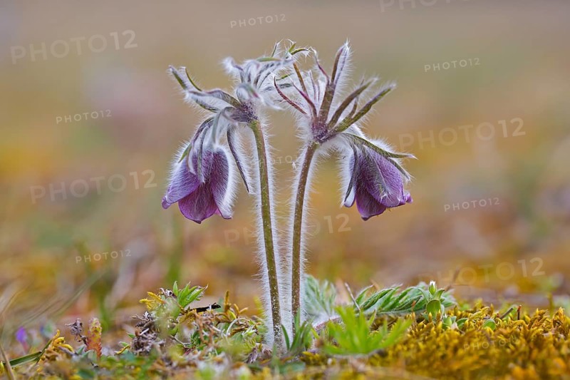 Small pasque flower