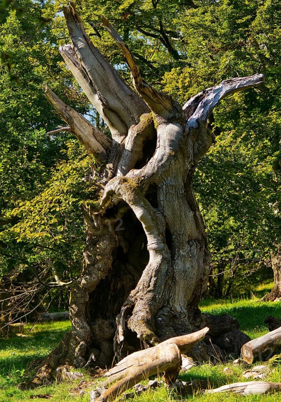 Ancient copper beech