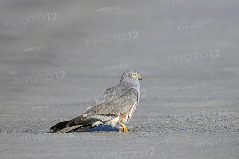 Montagu's harrier