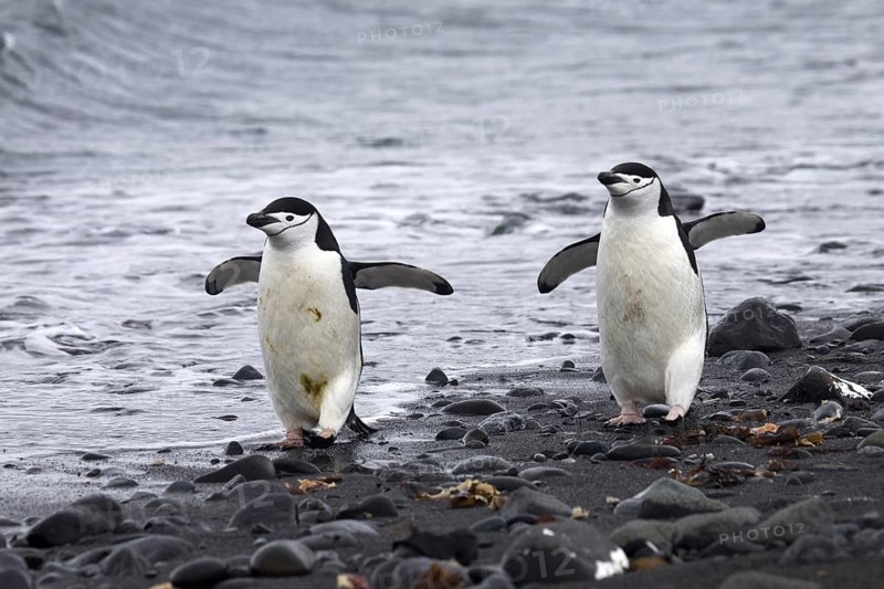 Two Chinstrap penguins