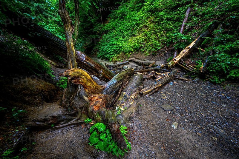 Chestnut Ridge Park Eternal Flame Falls Trail