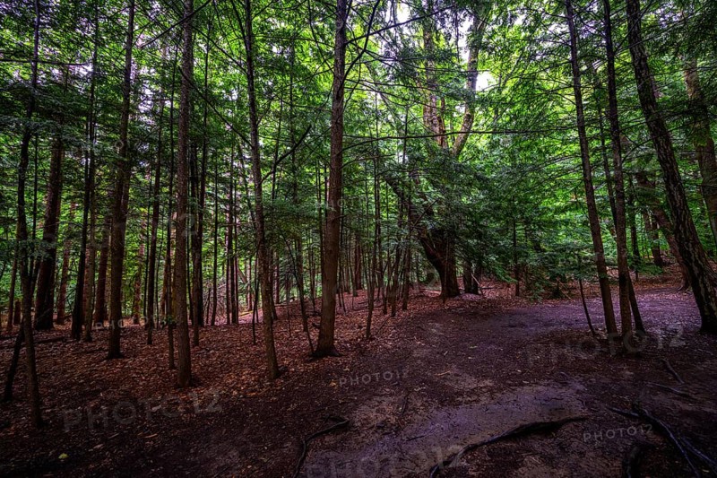 Chestnut Ridge Park Eternal Flame Falls Trail