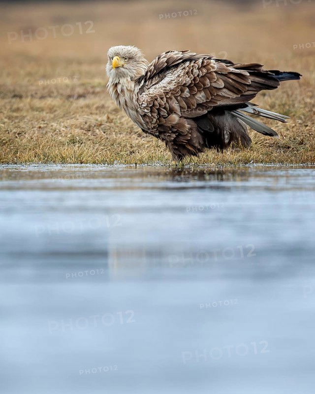 White-tailed eagle