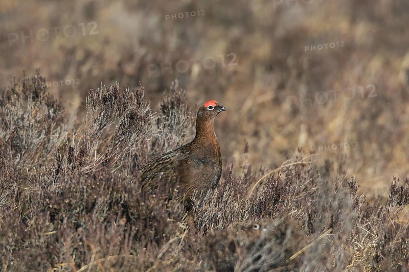 Red grouse