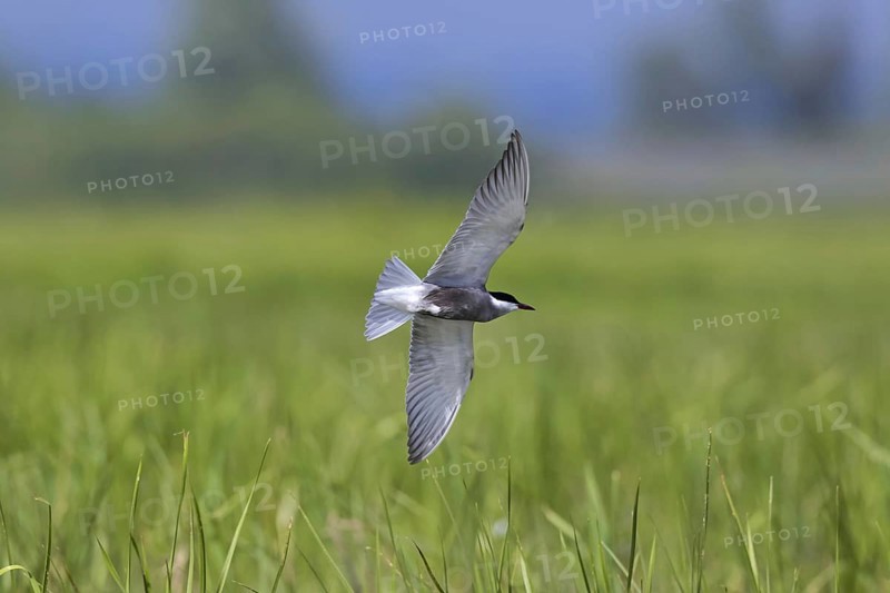 Whiskered tern