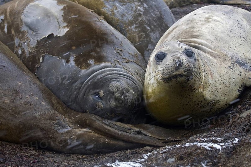 Southern elephant seals