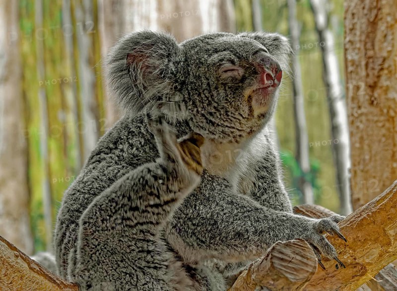 Animal portrait