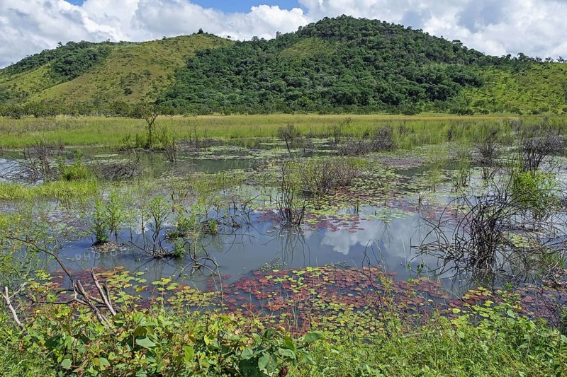 Marshland