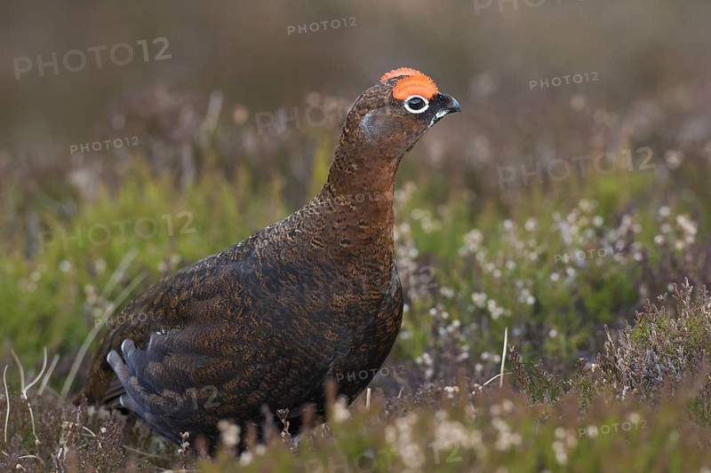Red grouse