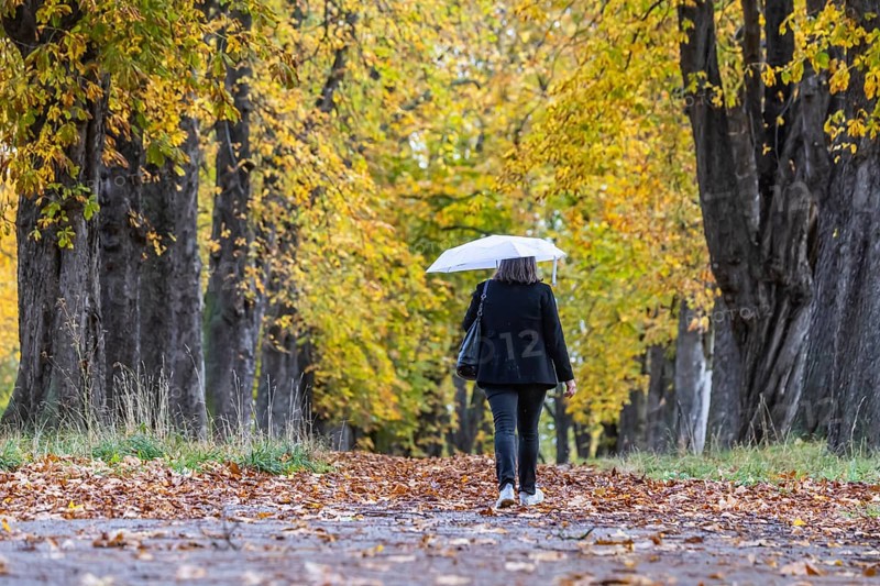 Autumn walk with umbrella in rainy weather