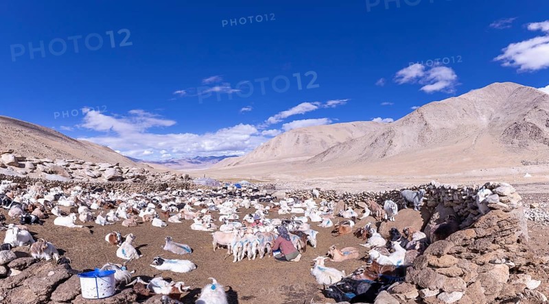 Changpa nomad milking goats