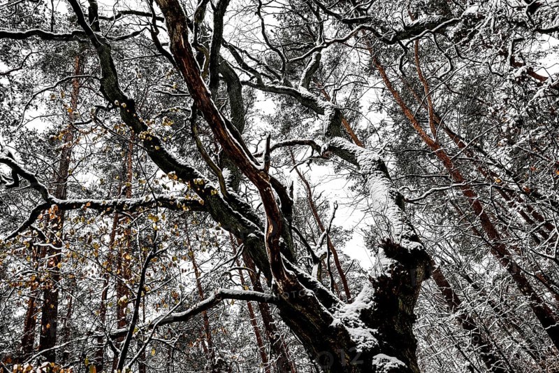 Winter landscape