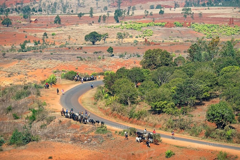 Farmers driving zebus along winding country road to the zebu market at Ambalavao