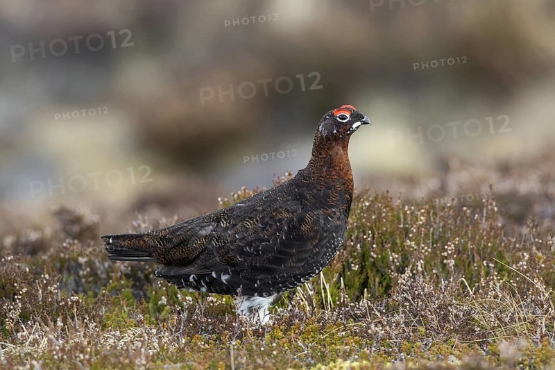Red grouse
