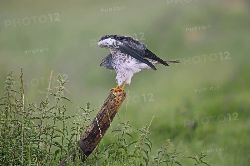 Montagu's harrier